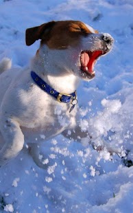 How to download Jack Russell Terrier Wallpaper 1.0 apk for bluestacks