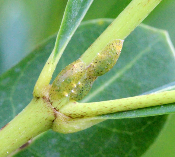 Soft Scale Insect | Project Noah