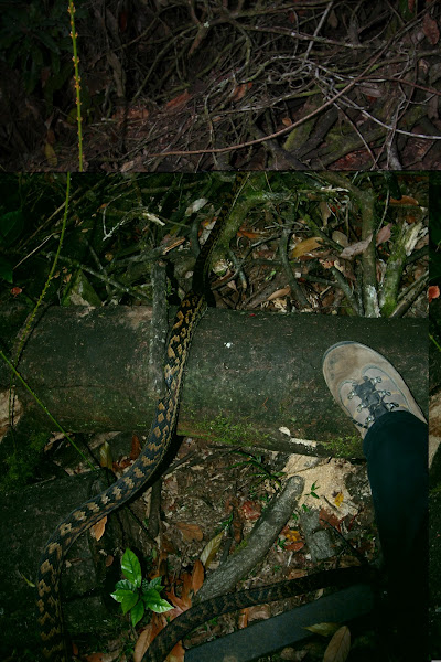 Amethyst Python, Scrub Python | Project Noah