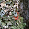 Lichens