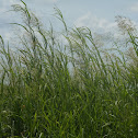 Johnson grass