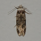 White-shouldered House Moth