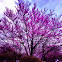 Eastern Red Bud