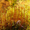 Fire moss