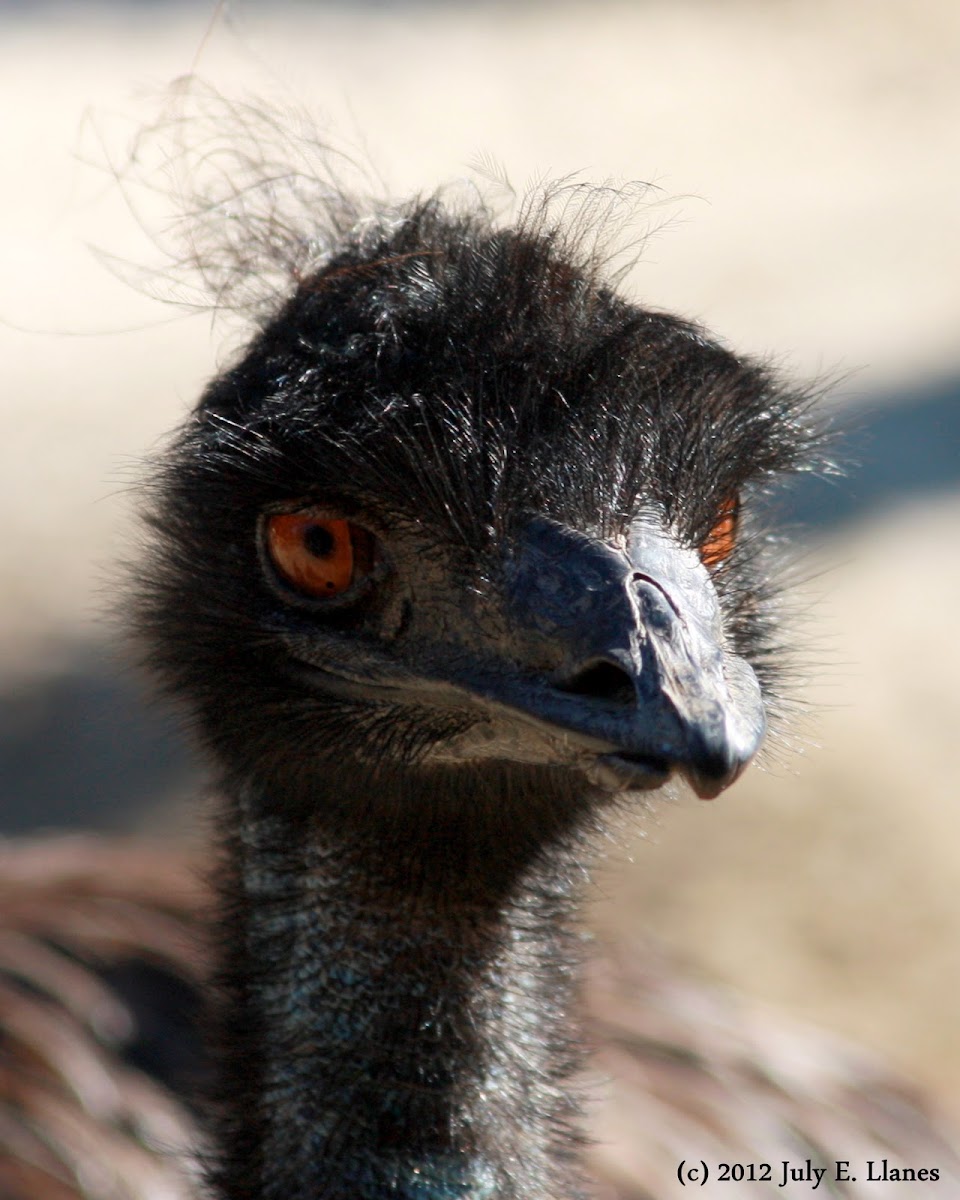 Emu