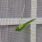 Katydid