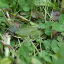 american green tree frog