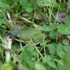 american green tree frog