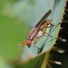 Marsh fly