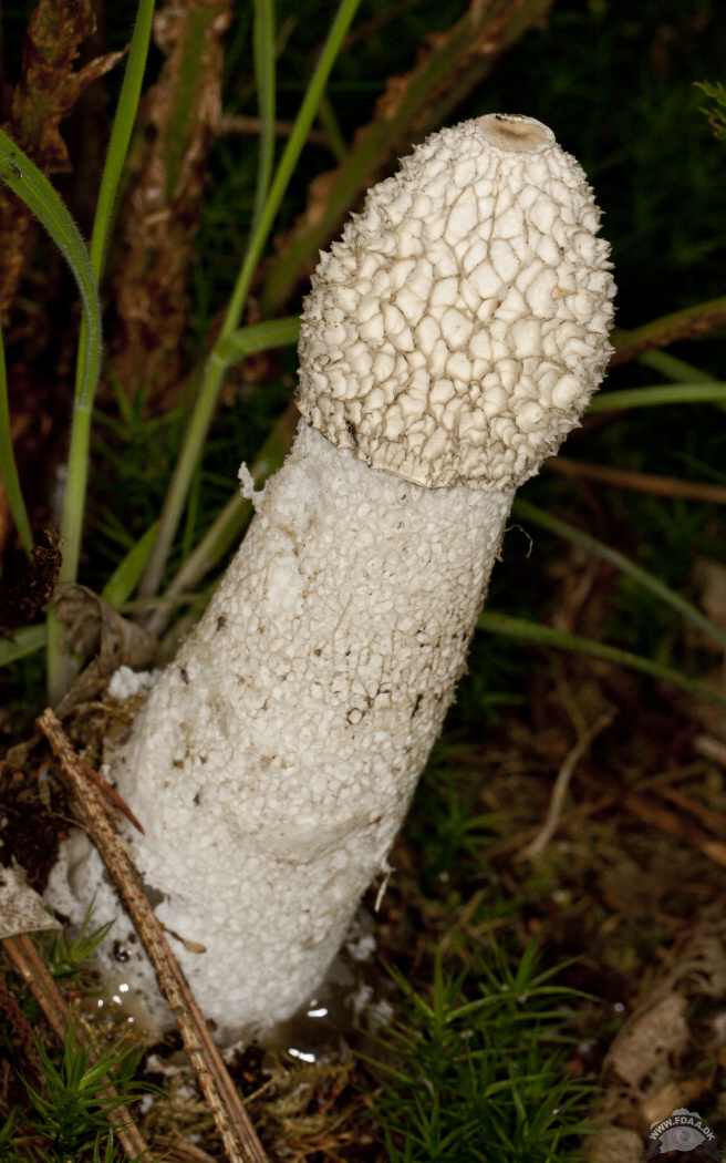 Common stinkhorn