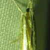 Common Grass Veneer