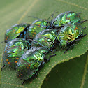 Shield bugs nymphs