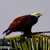 brahminy kite