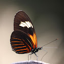 Common Longwing