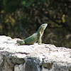 Iguana común