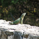 Iguana común