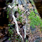 Candlestick fungi