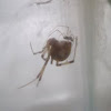 Brown Widow Spider / Viúva Marrom / Viúva Negra do Nordeste