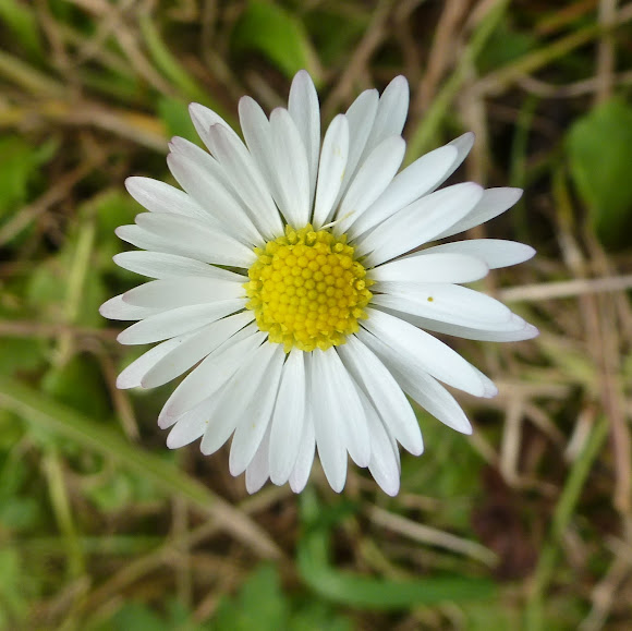 Common Daisy Project Noah