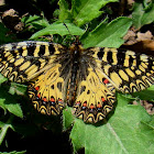 The Southern Festoon