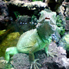 Juvenile Green Iguana