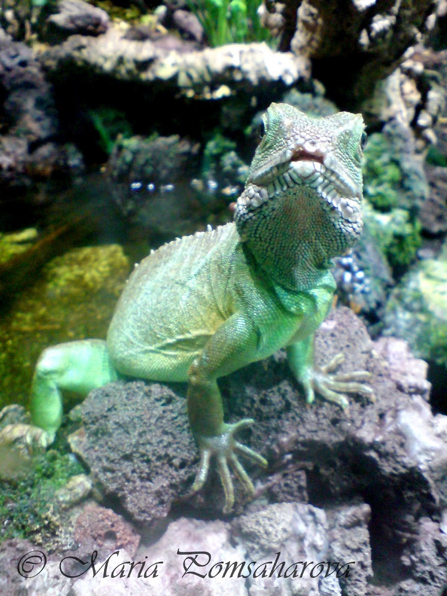 Juvenile Green Iguana