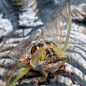 Cicada