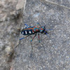 Tiger Beetle