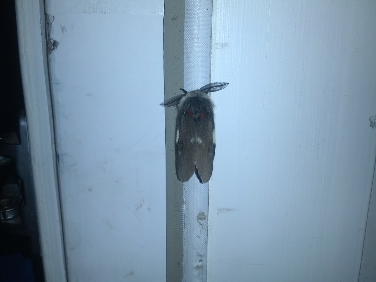 Buck Moth (male)