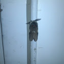 Buck Moth (male)