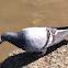 Rock Pigeon/Rock Dove