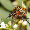 Delta flower scarabs (mating pair)