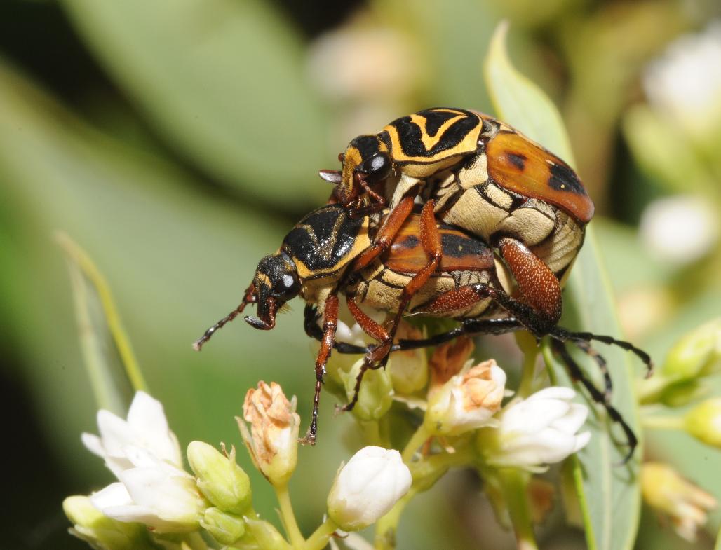 Delta flower scarabs (mating pair)