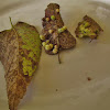 Tree Leaf with insect galls (many fallen)