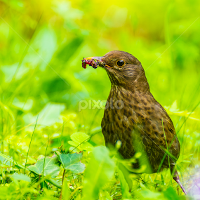 Bird by Abdelmoumen Taoutaou - Animals Birds