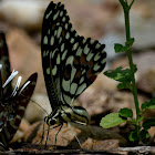 Papilio demoleus