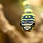 Golden Tree Snake (Flying)