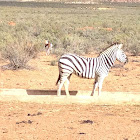 Zebra