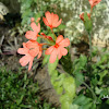 Firecracker Flower