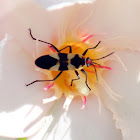 Large Milkweed Bug