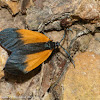 Orange-patched smoky moth