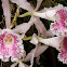 Orquidea Trichopilia suavis