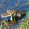 American Alligator