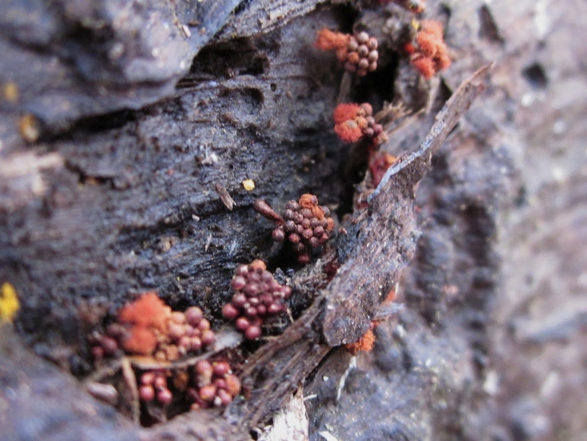 red wasp nest slime mold
