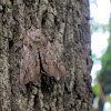 Catocala Moth