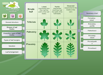 Biology - Plant Morphology poster 9