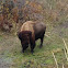 American Bison (bull)