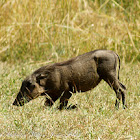 Warthog juvenile