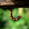 Brown Inchworm