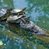 Red-eared Slider